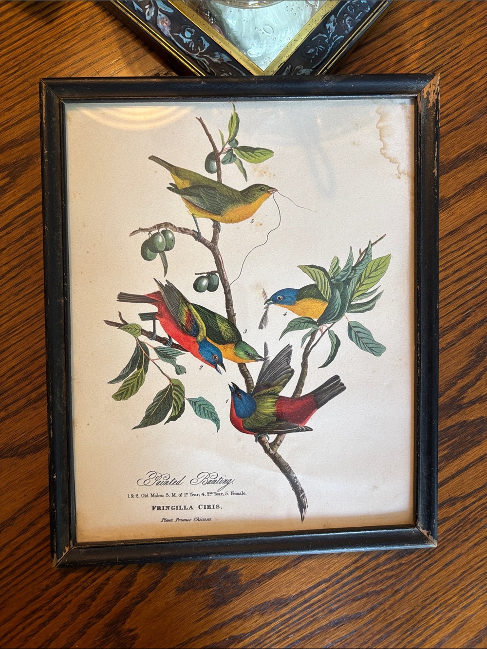 Vintage Painted Bunting Print